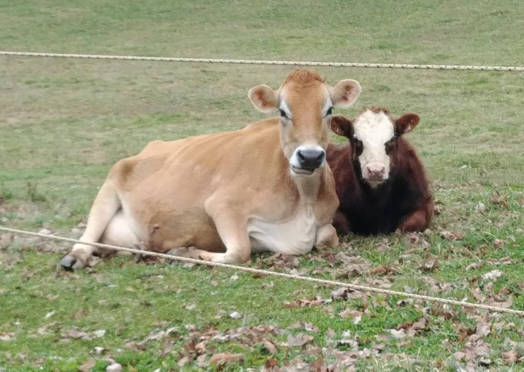 Cow & Calf