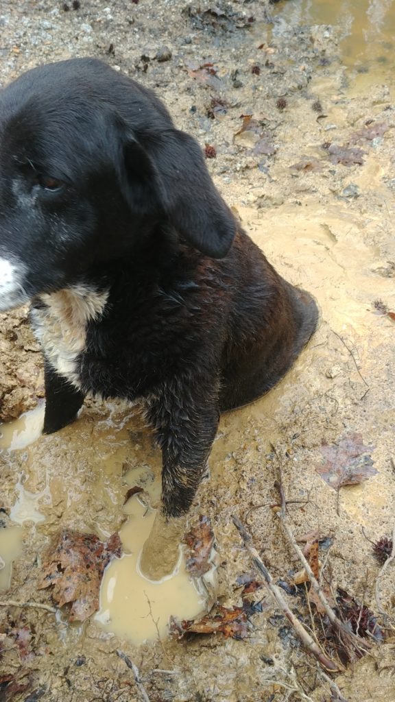 Dog Stuck in the Mud
