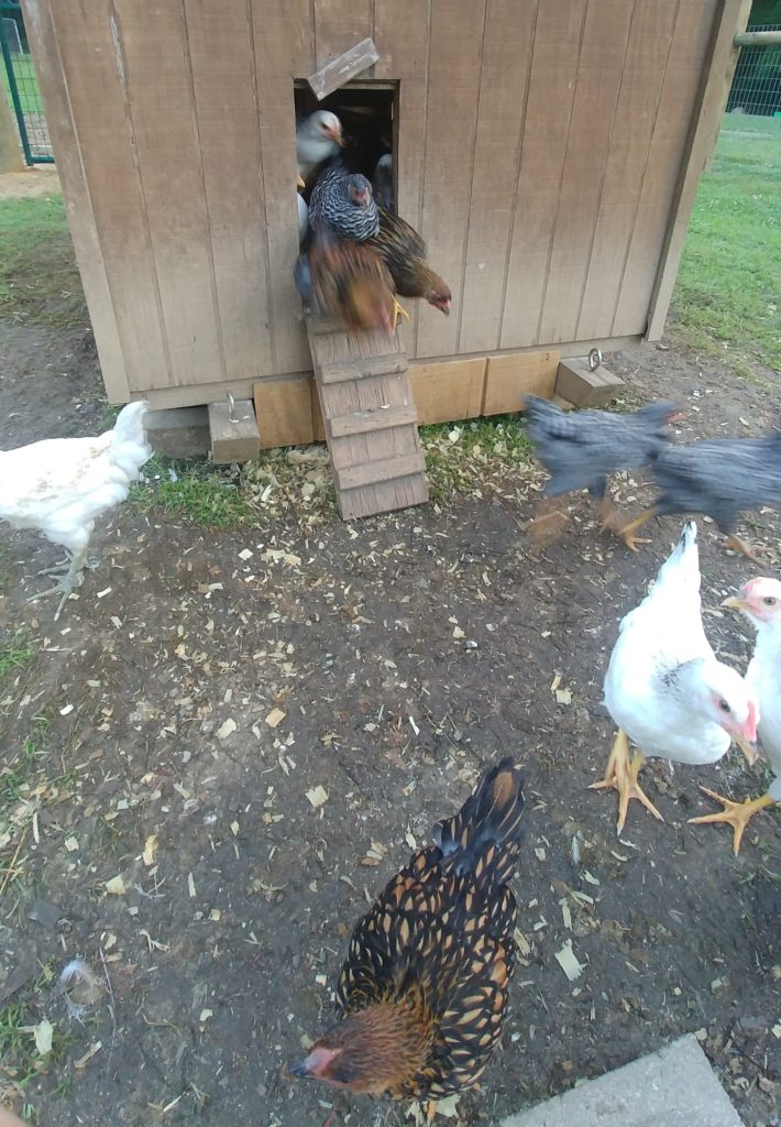 Brooder House Chicks