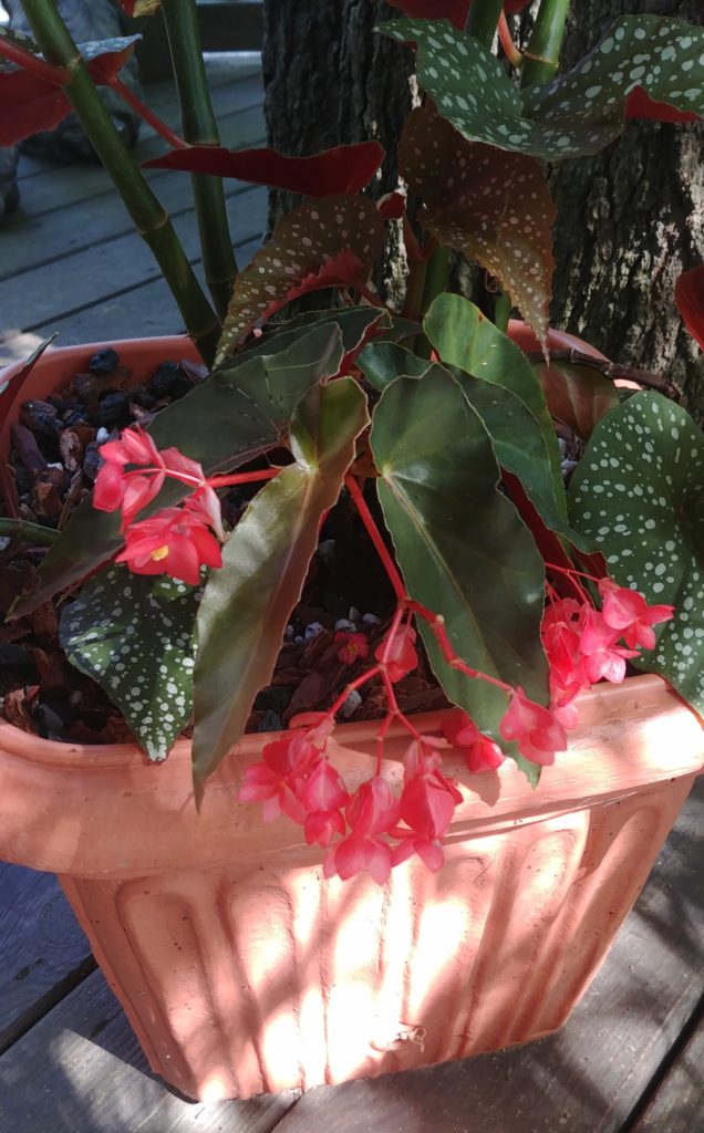 begonia on the deck