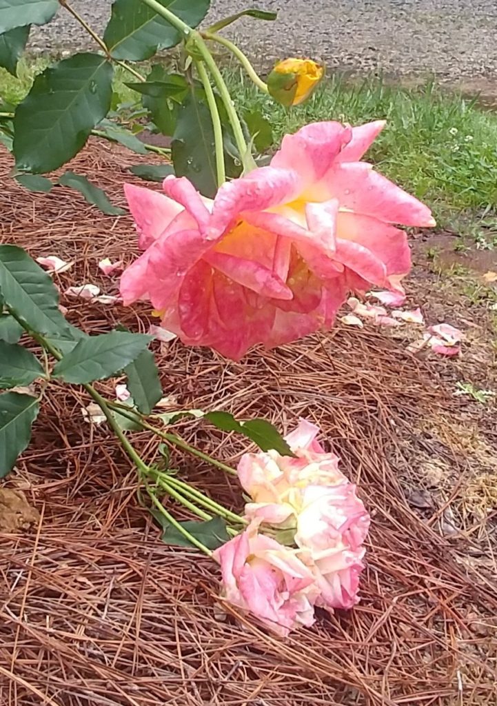 Soggy Roses