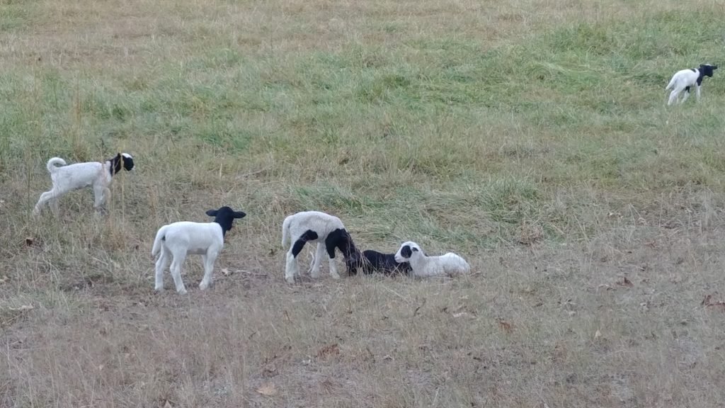 lambs in the pasture