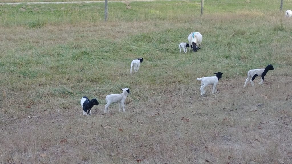 lambs in the pasture