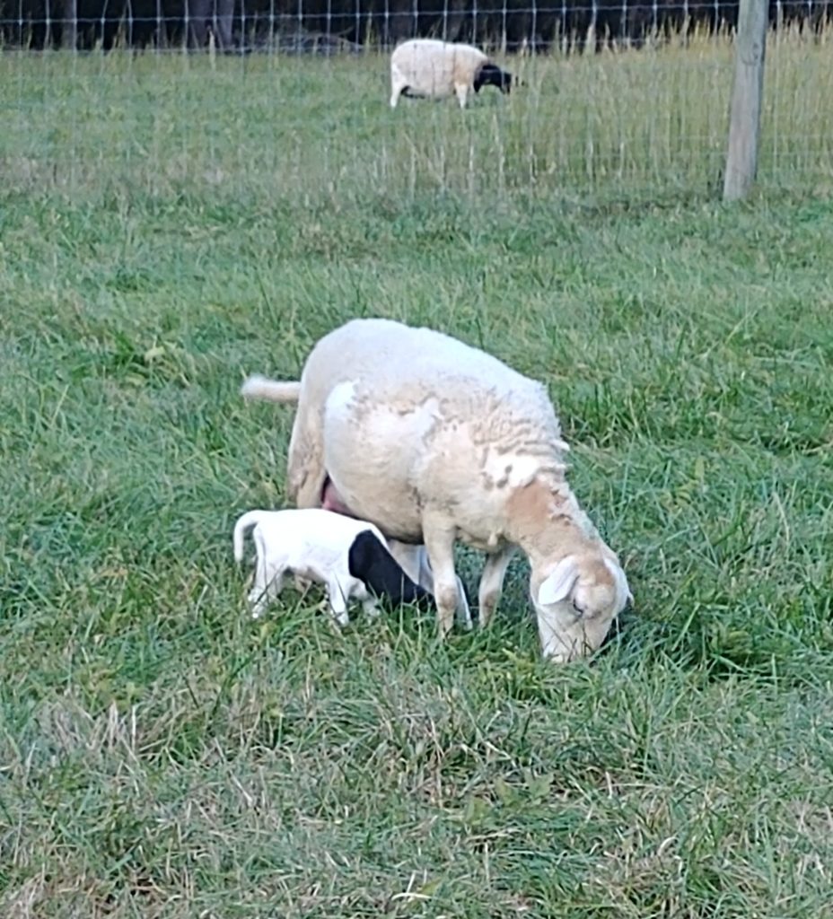 first lamb of the season