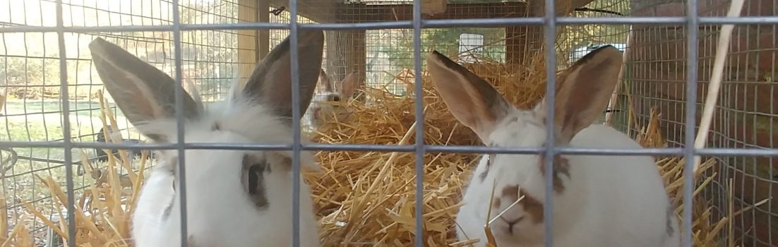 New Rabbits on Fox Trot Farm